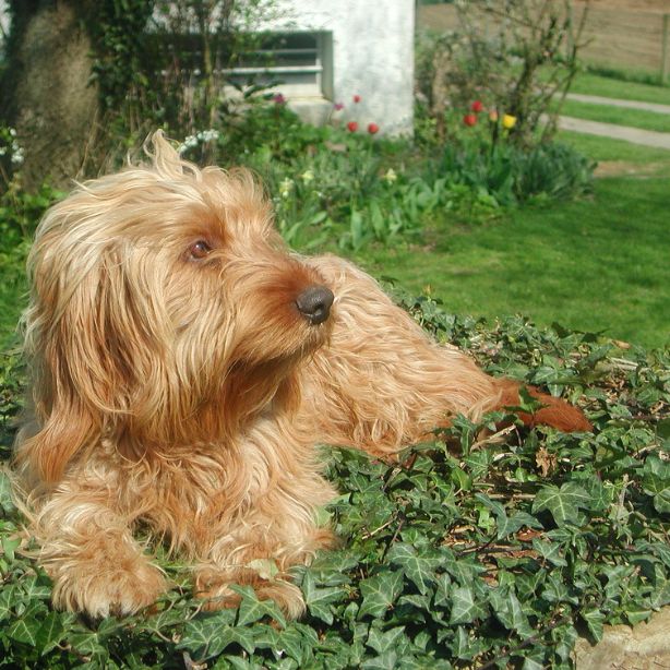 Basset Fauve de Bretagne