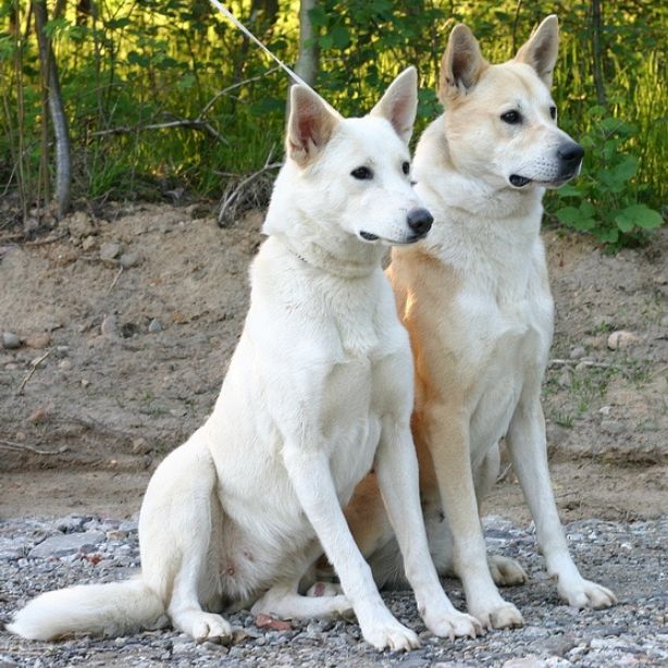 Canaan Dog