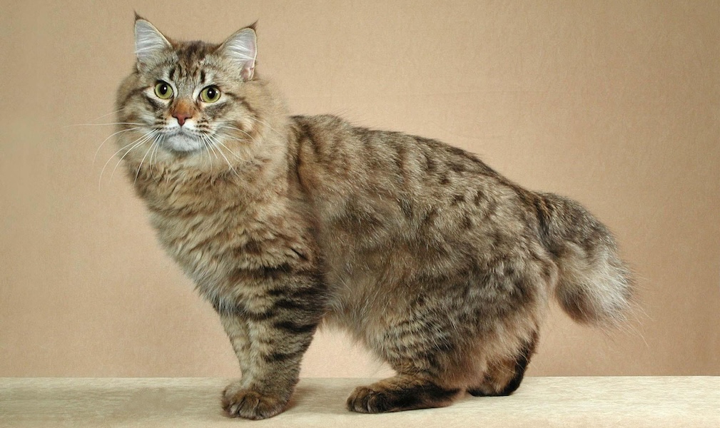 https://catwikibythuo.vercel.app/breeds/abob