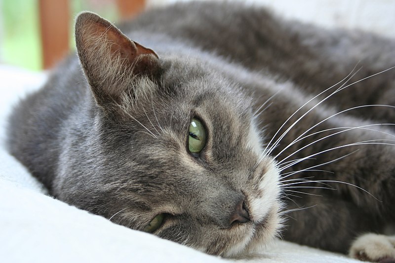 https://commons.wikimedia.org/wiki/File:AmericanShorthairCat.JPG