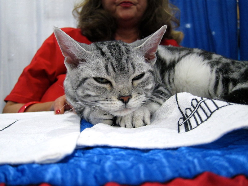 https://www.flickr.com/photos/petsadviser-pix/8109855145
