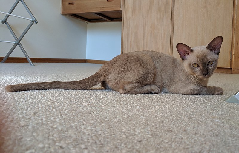 https://commons.wikimedia.org/wiki/File:Female_Champagne_Burmese_Kitten.jpg