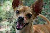 chihuahua