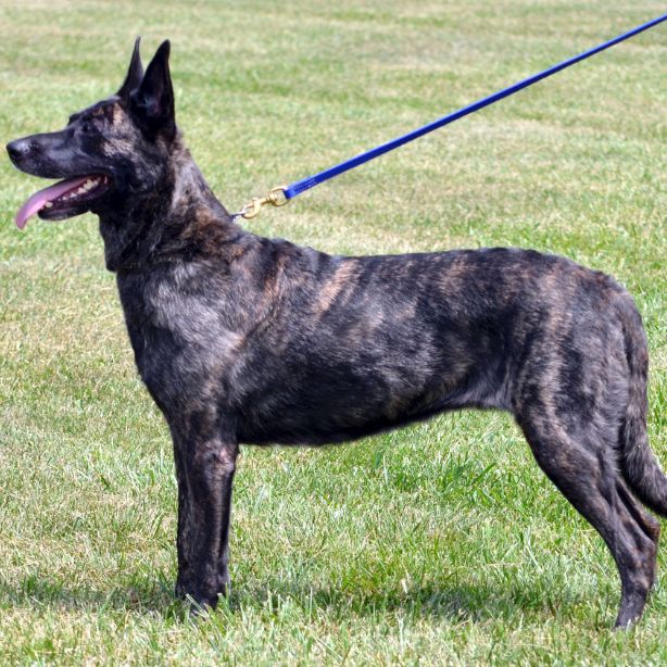 Dutch Shepherd