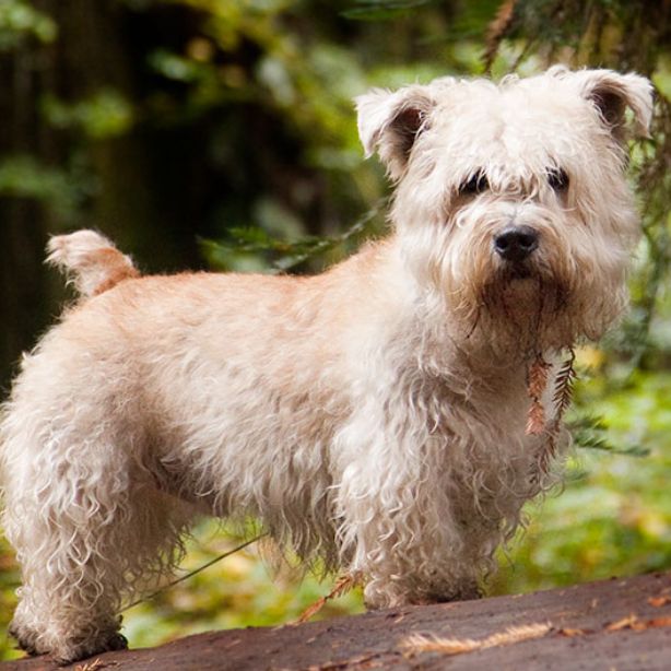 Glen of Imaal Terrier