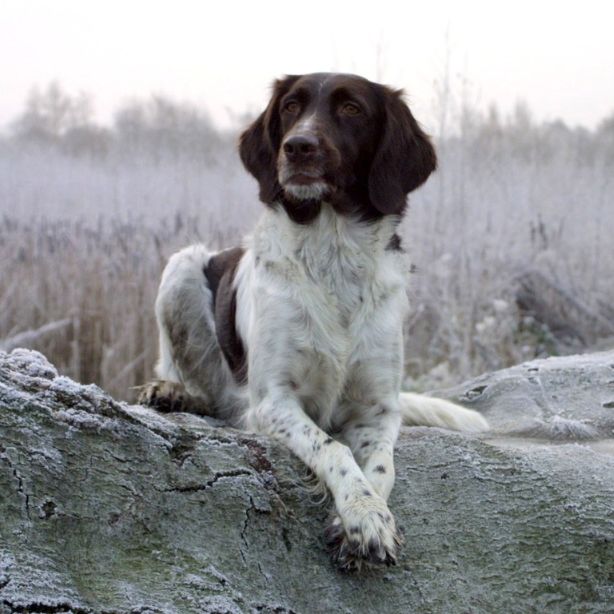 Small Munsterlander Pointer