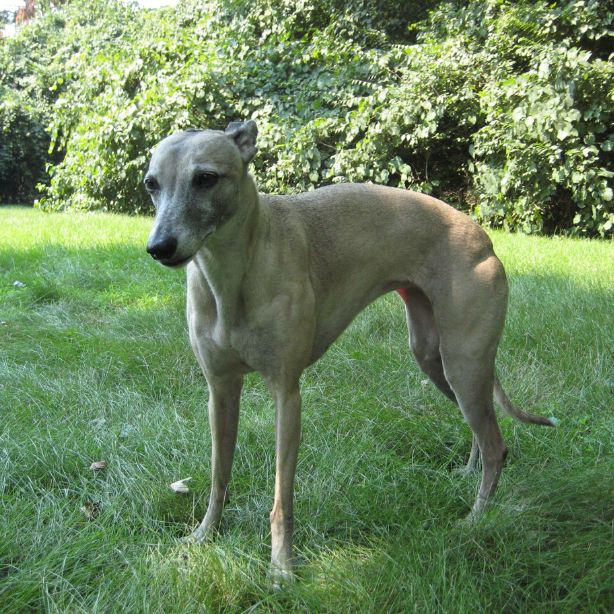 Whippet