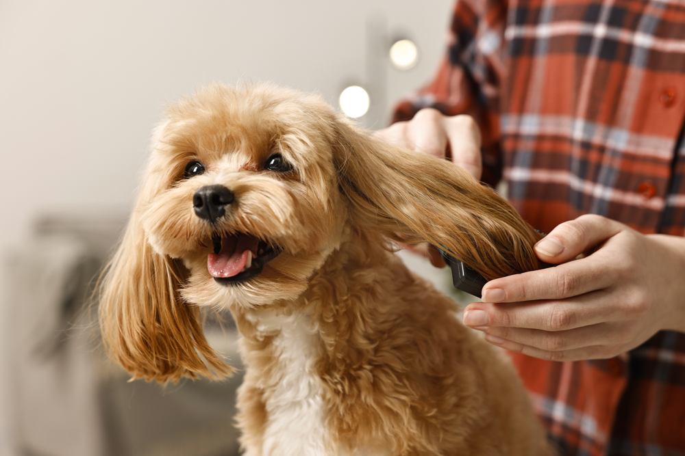 Essential Dog Grooming Tips
