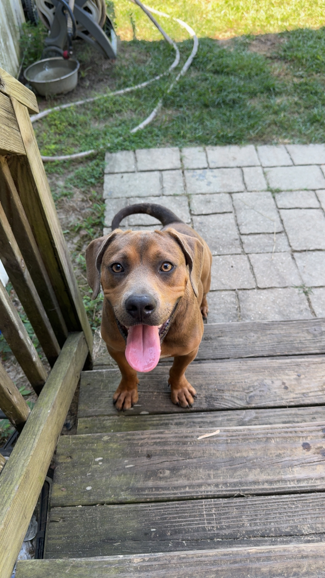Pet photo