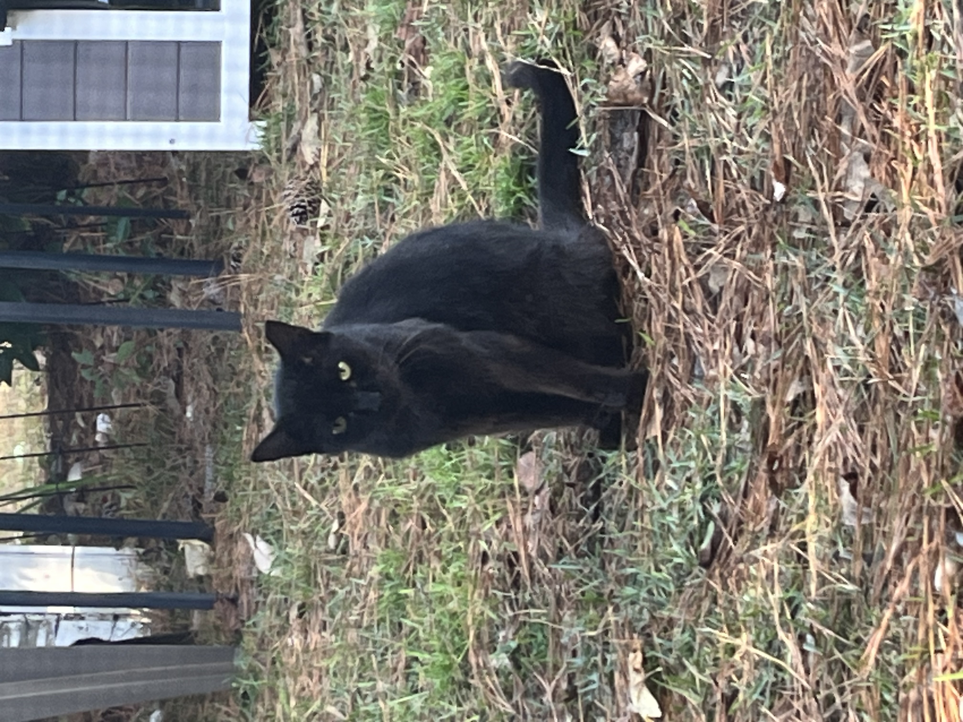 Pet photo