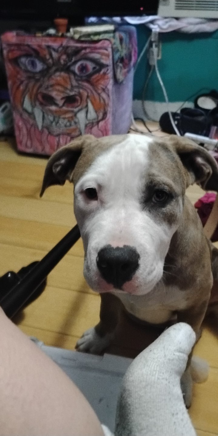 Pet photo