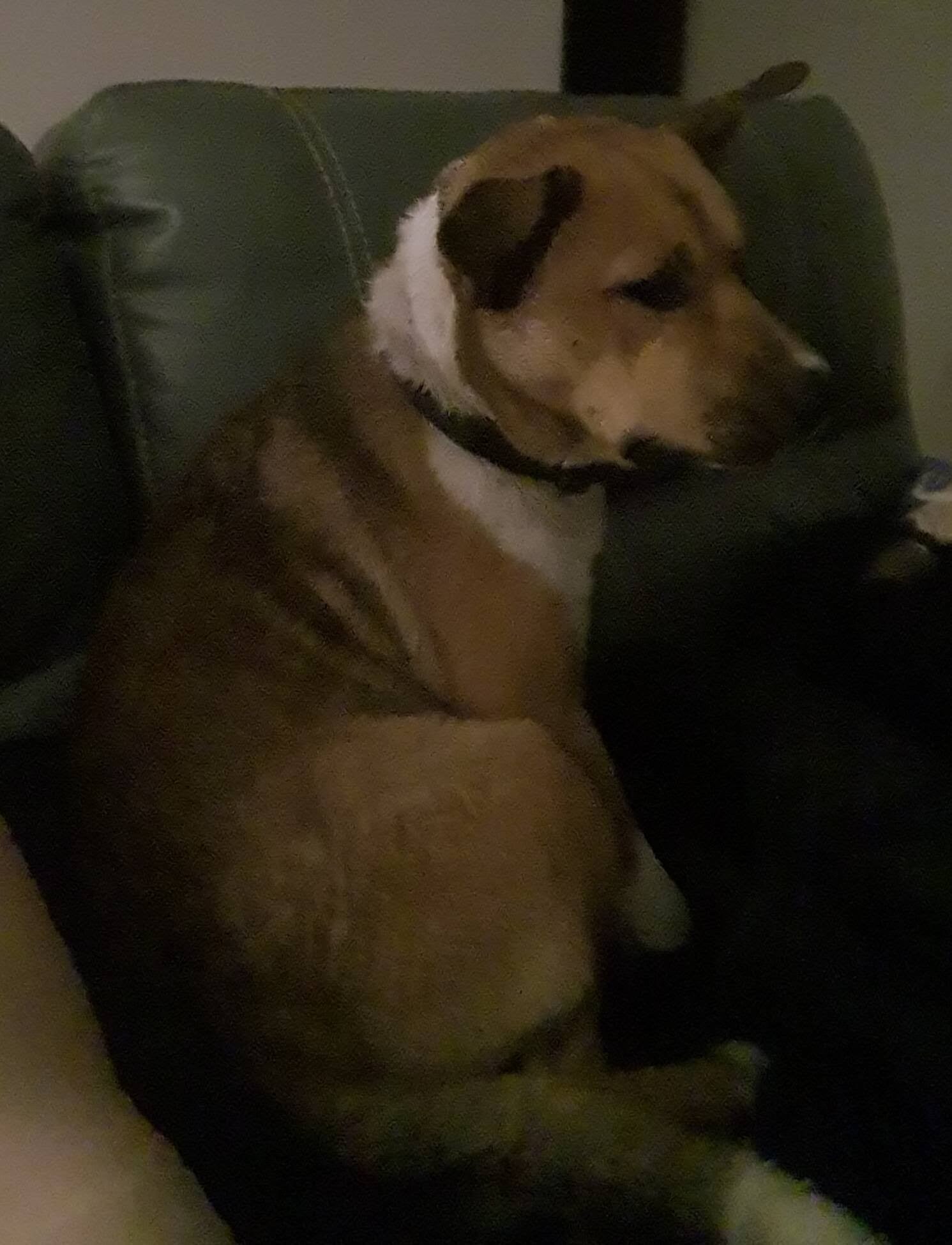 Found Dog
