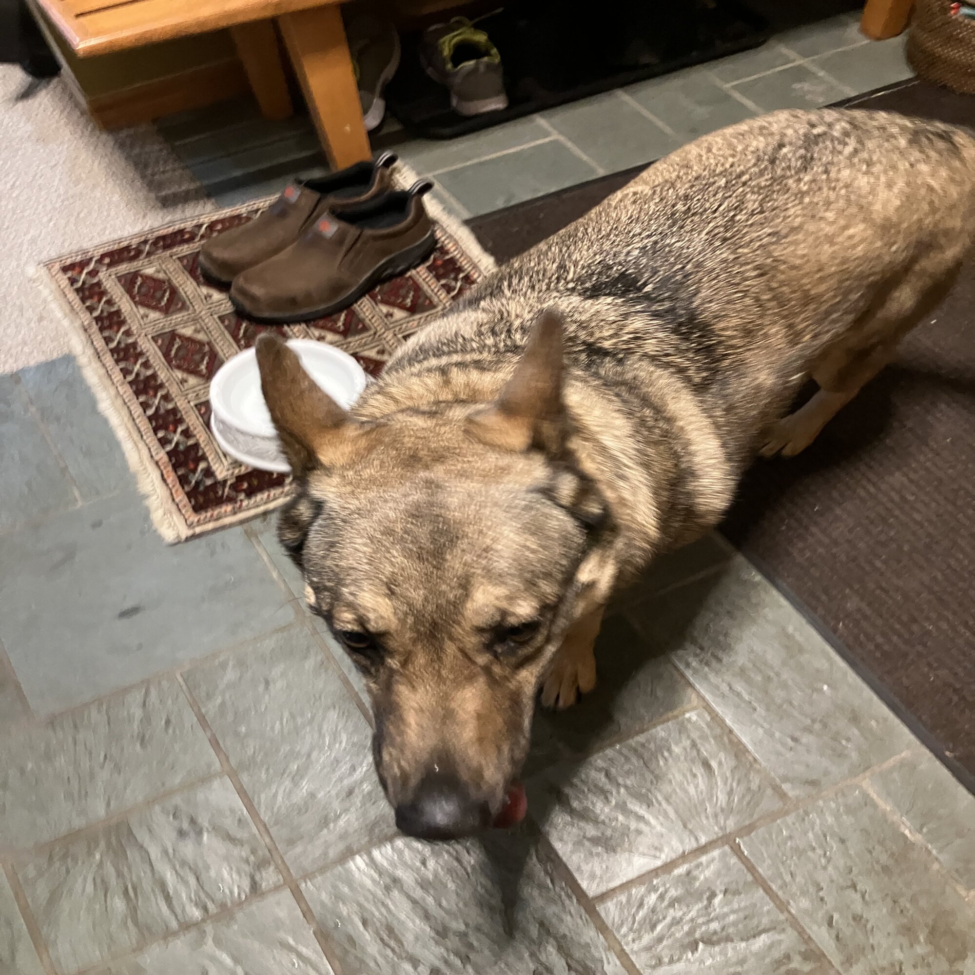 Found Dog