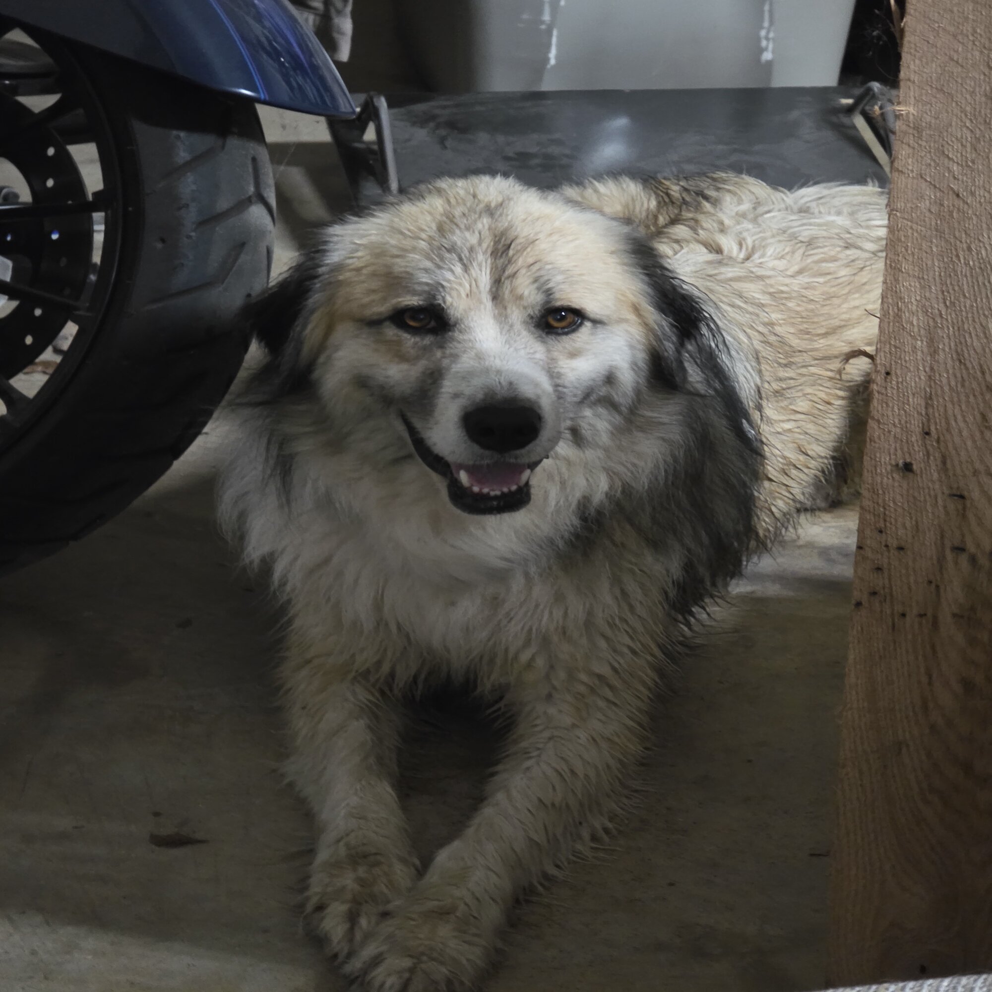 Found Dog