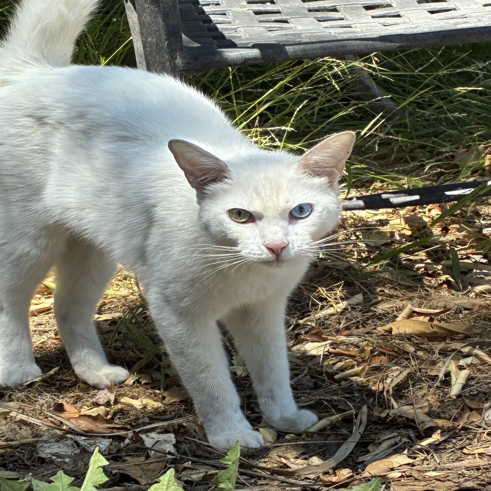 Found Cat