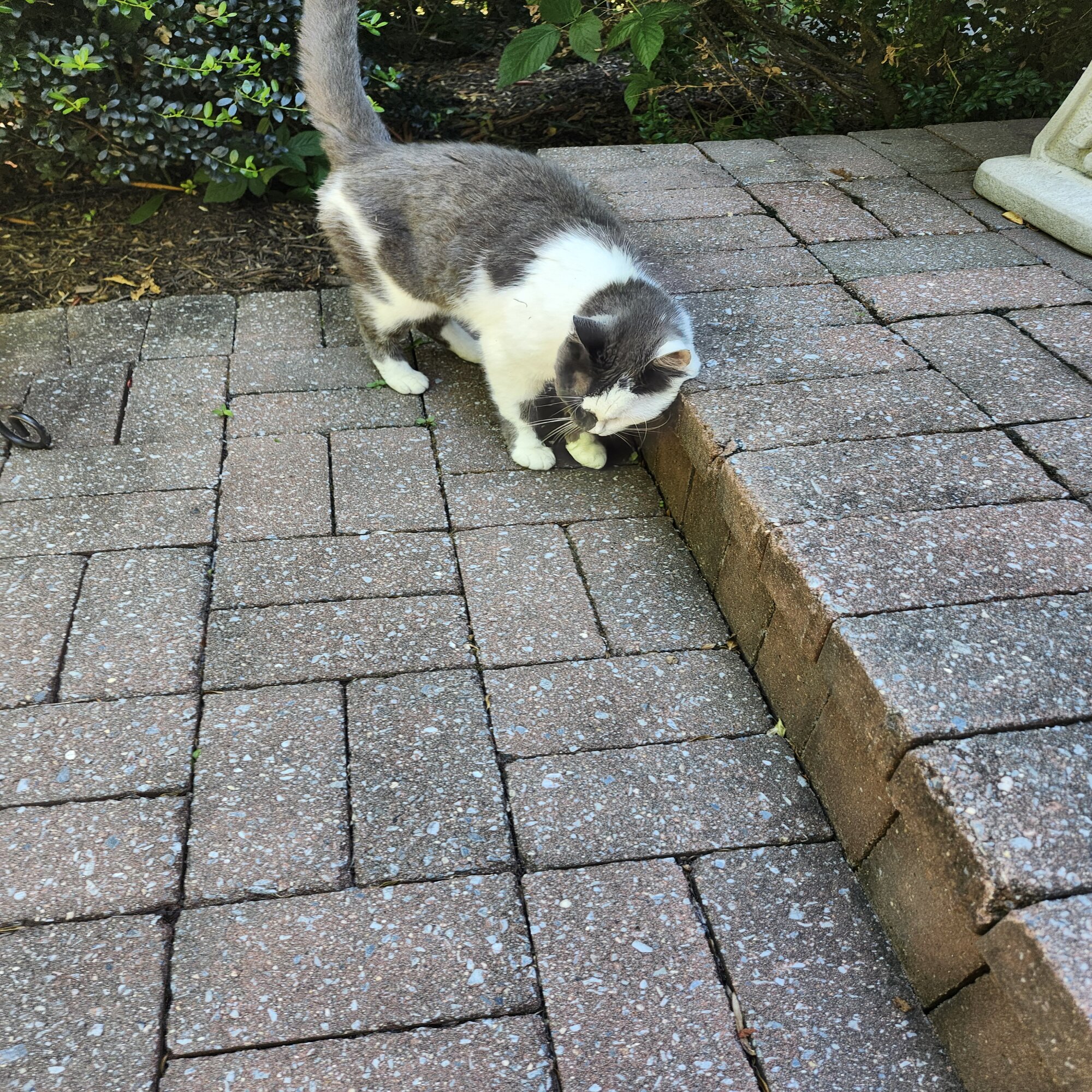 Found Cat