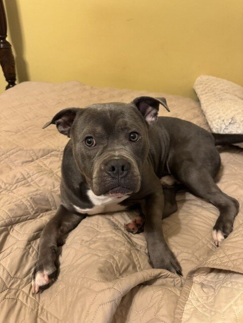 Found Dog