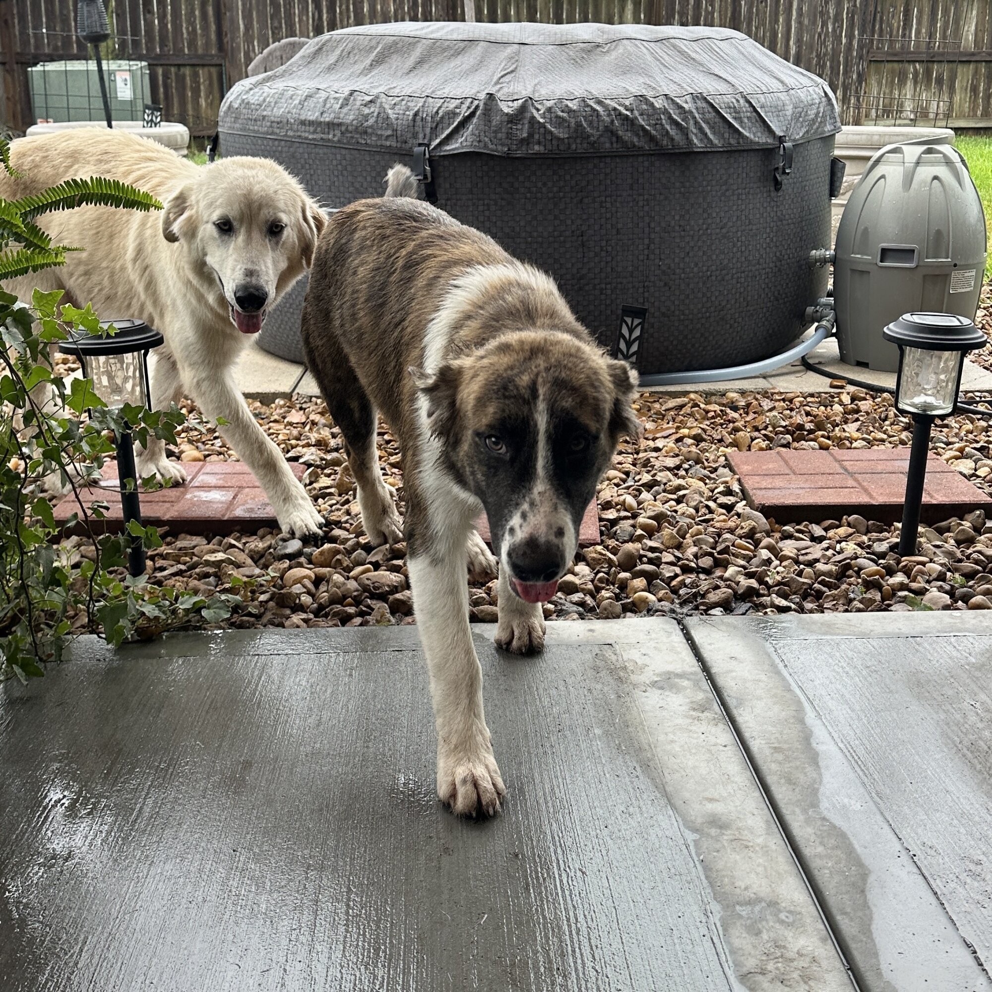 Found Dog