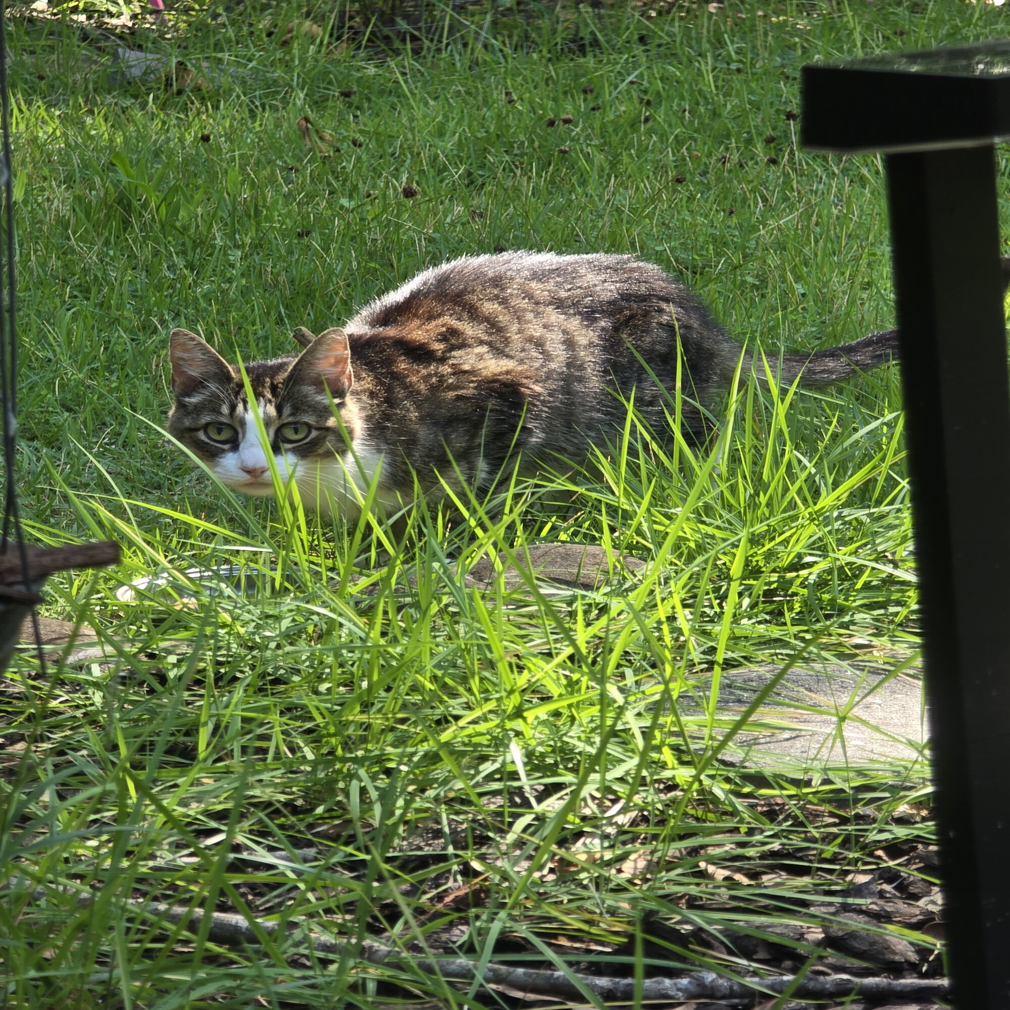 Found Cat