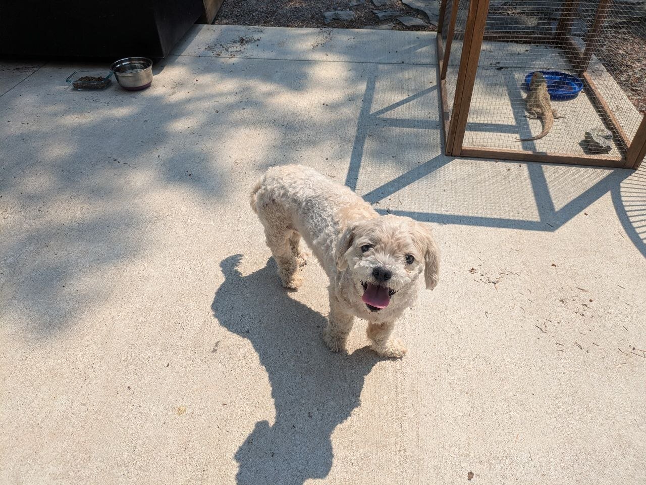 Found Dog