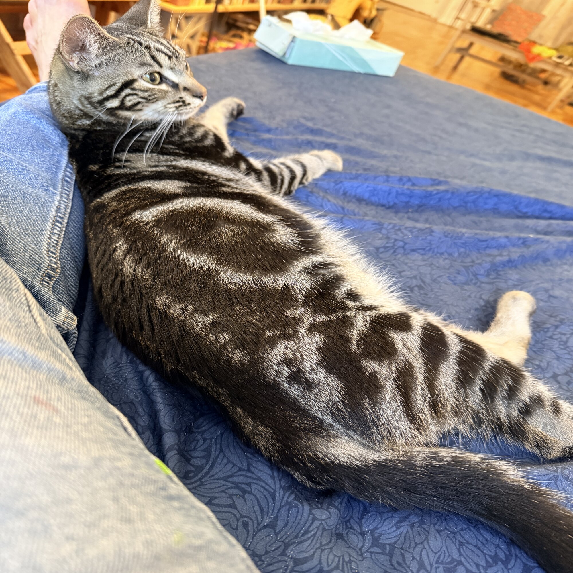 Found Cat in Bronx, NY