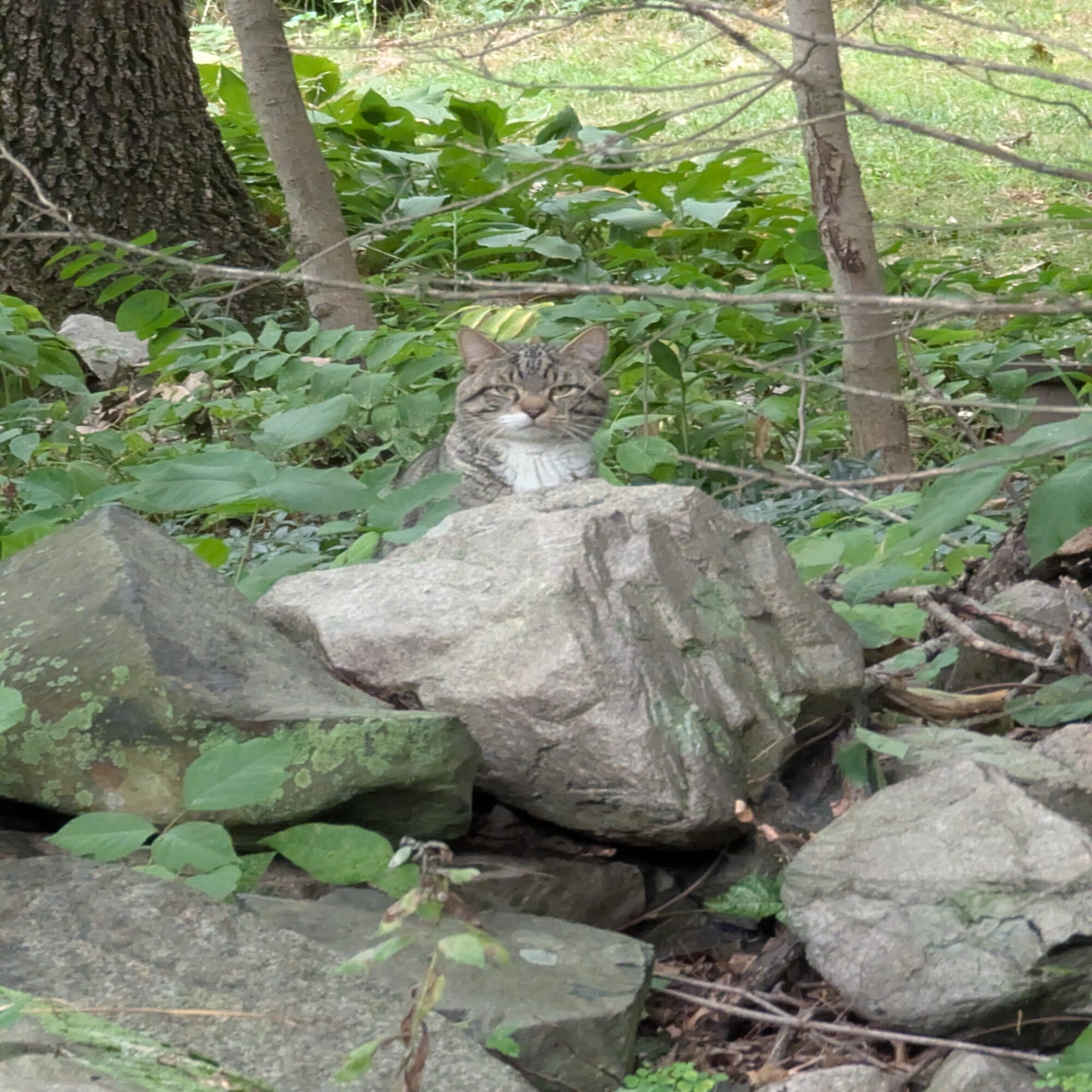 Found Cat in Norwood, MA