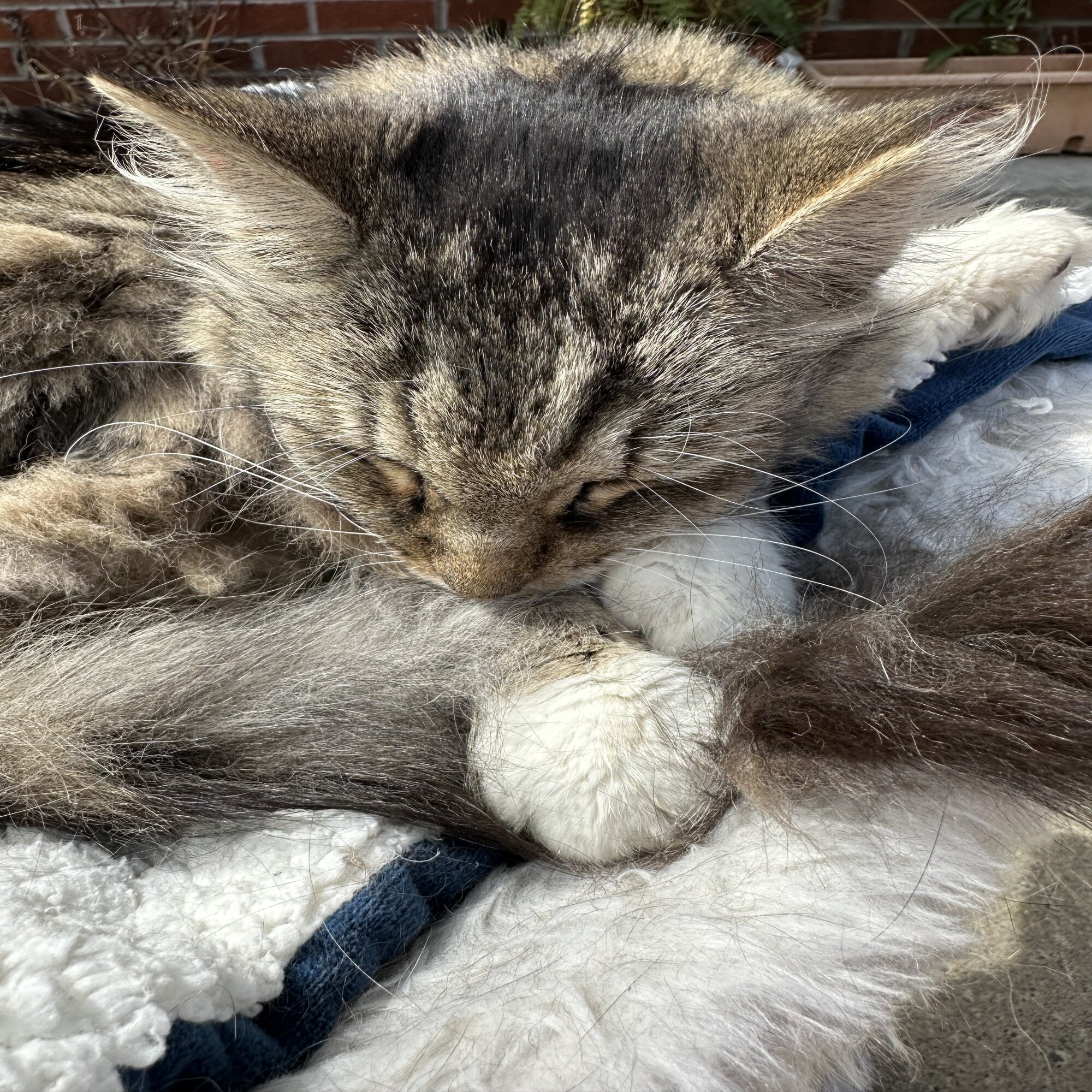 Found Cat in Savannah, NY