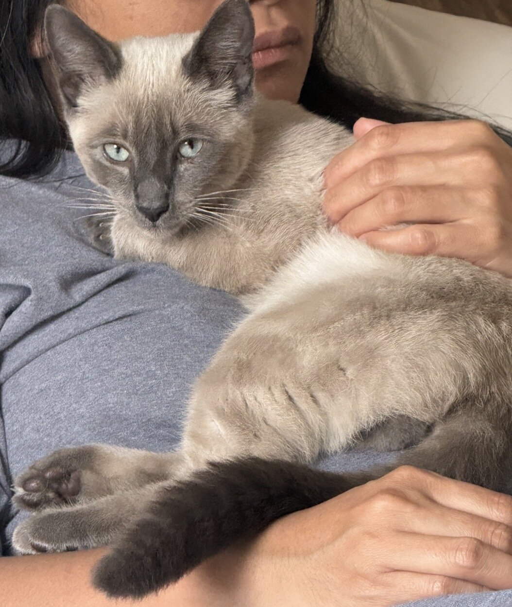 Found Cat in Saratoga, CA