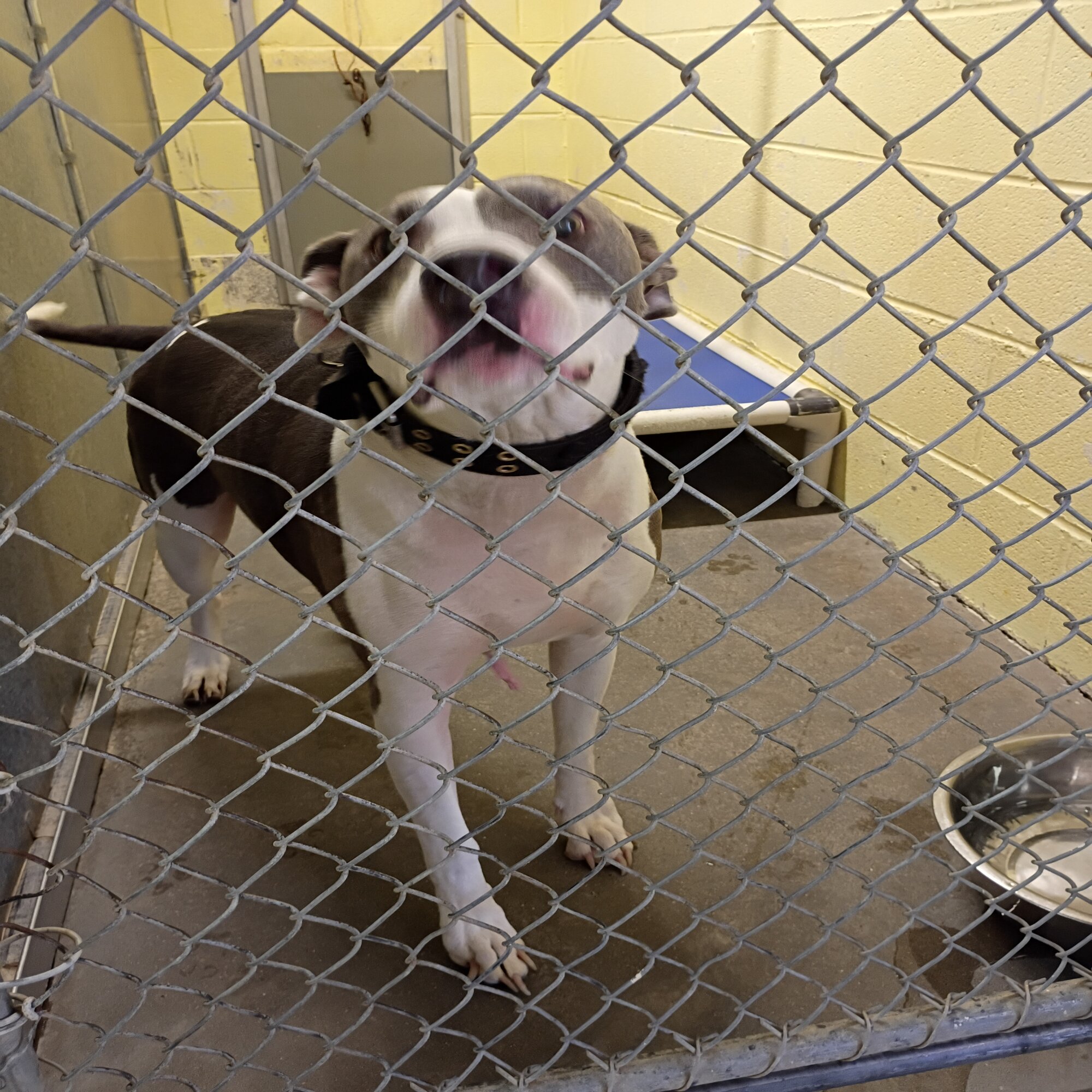 Found Dog
