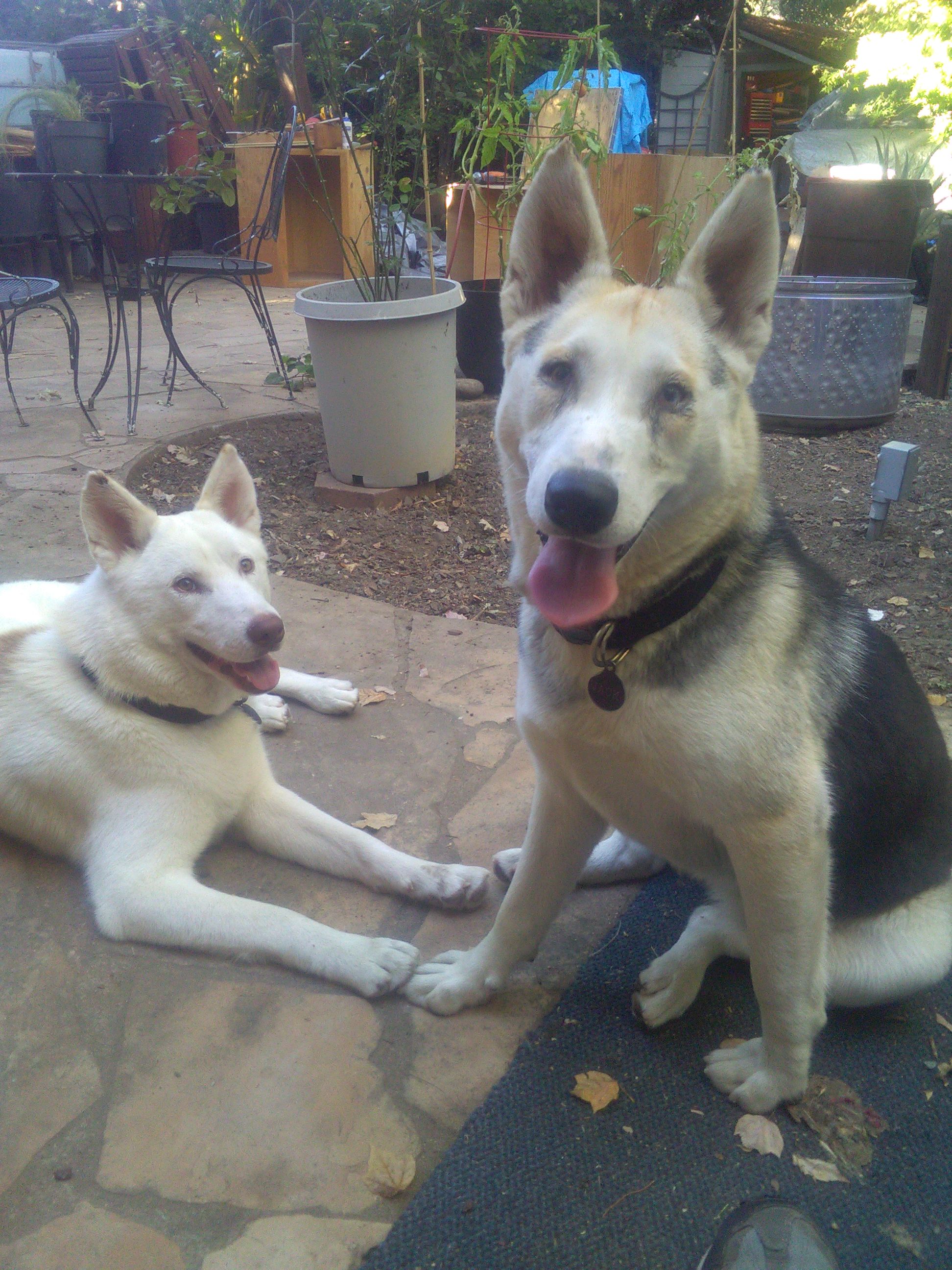Pet photo