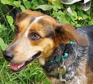 Pet photo