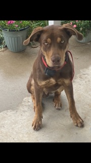 Pet photo