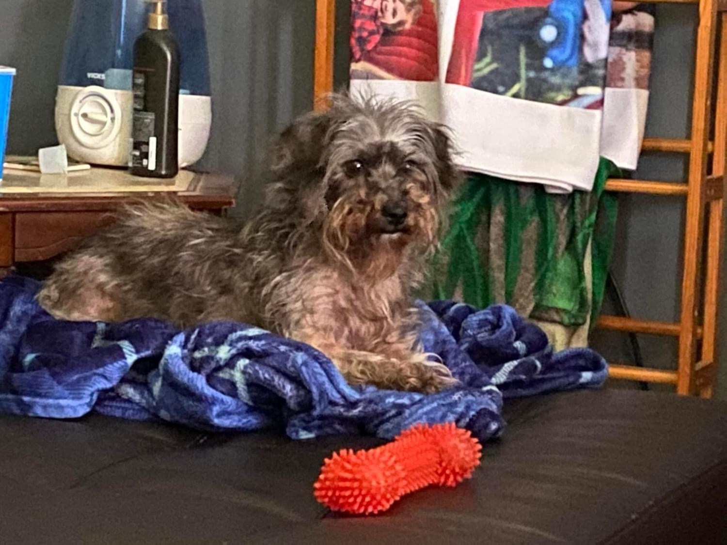 Pet photo