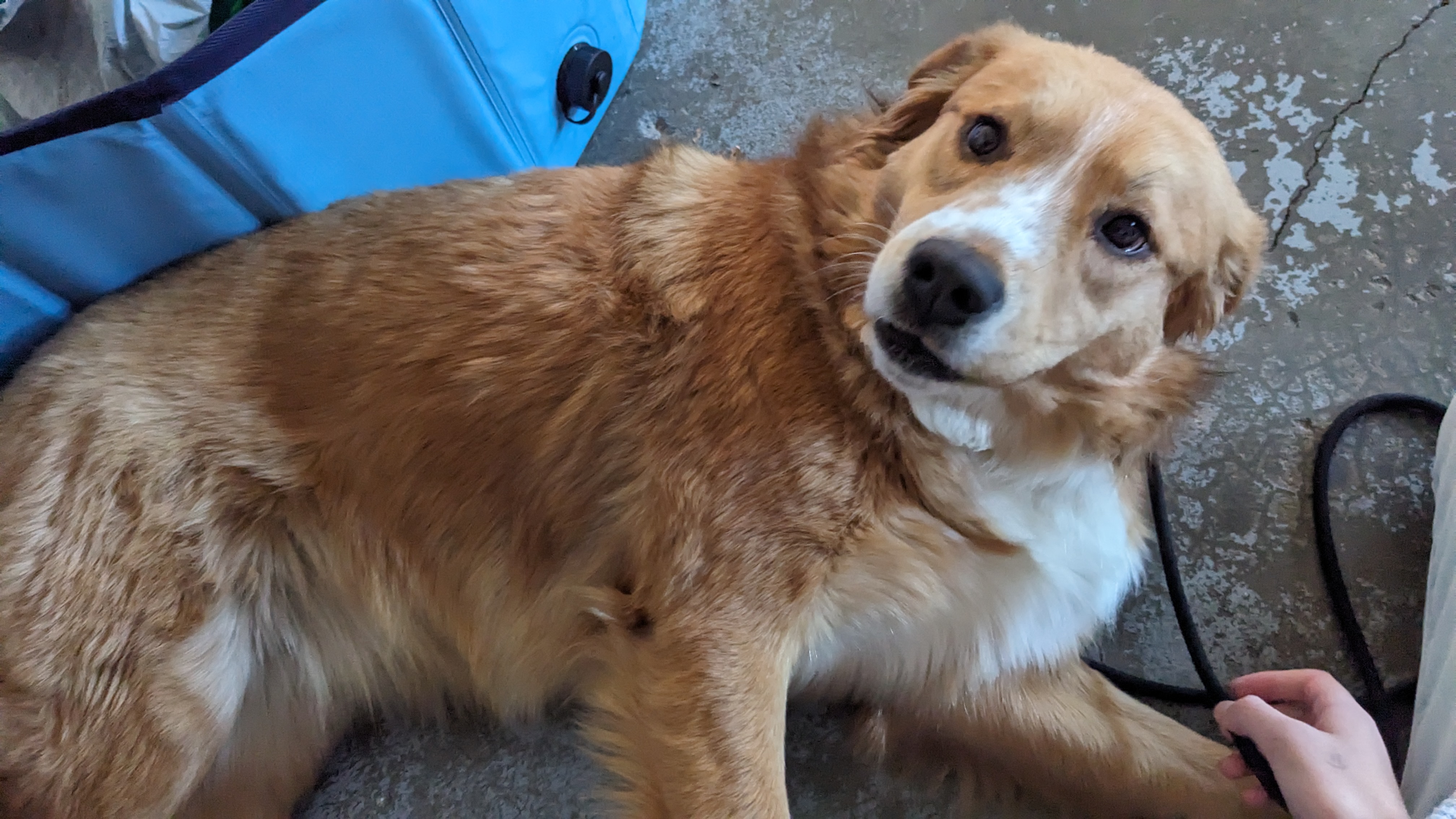 Pet photo