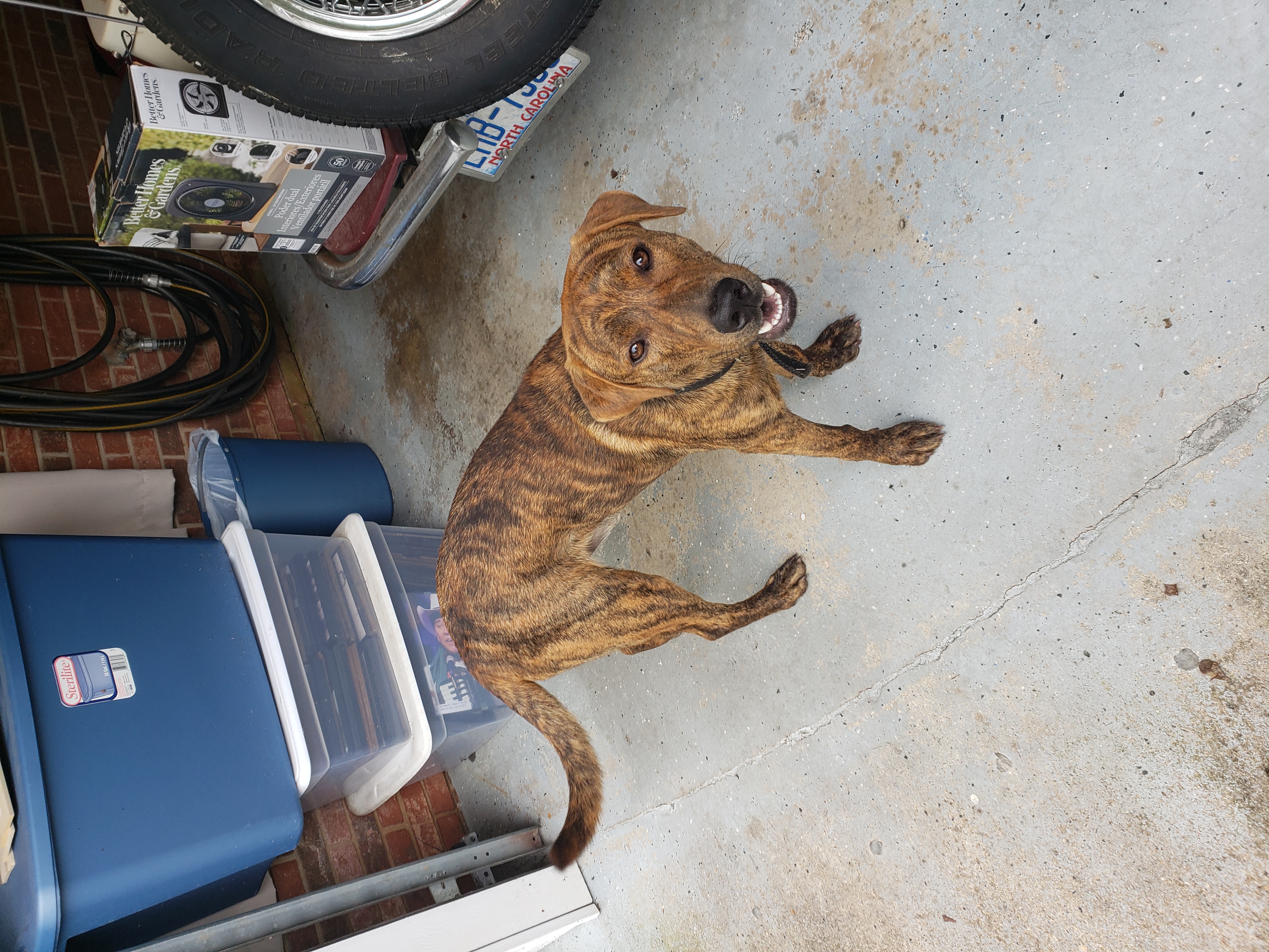 Pet photo