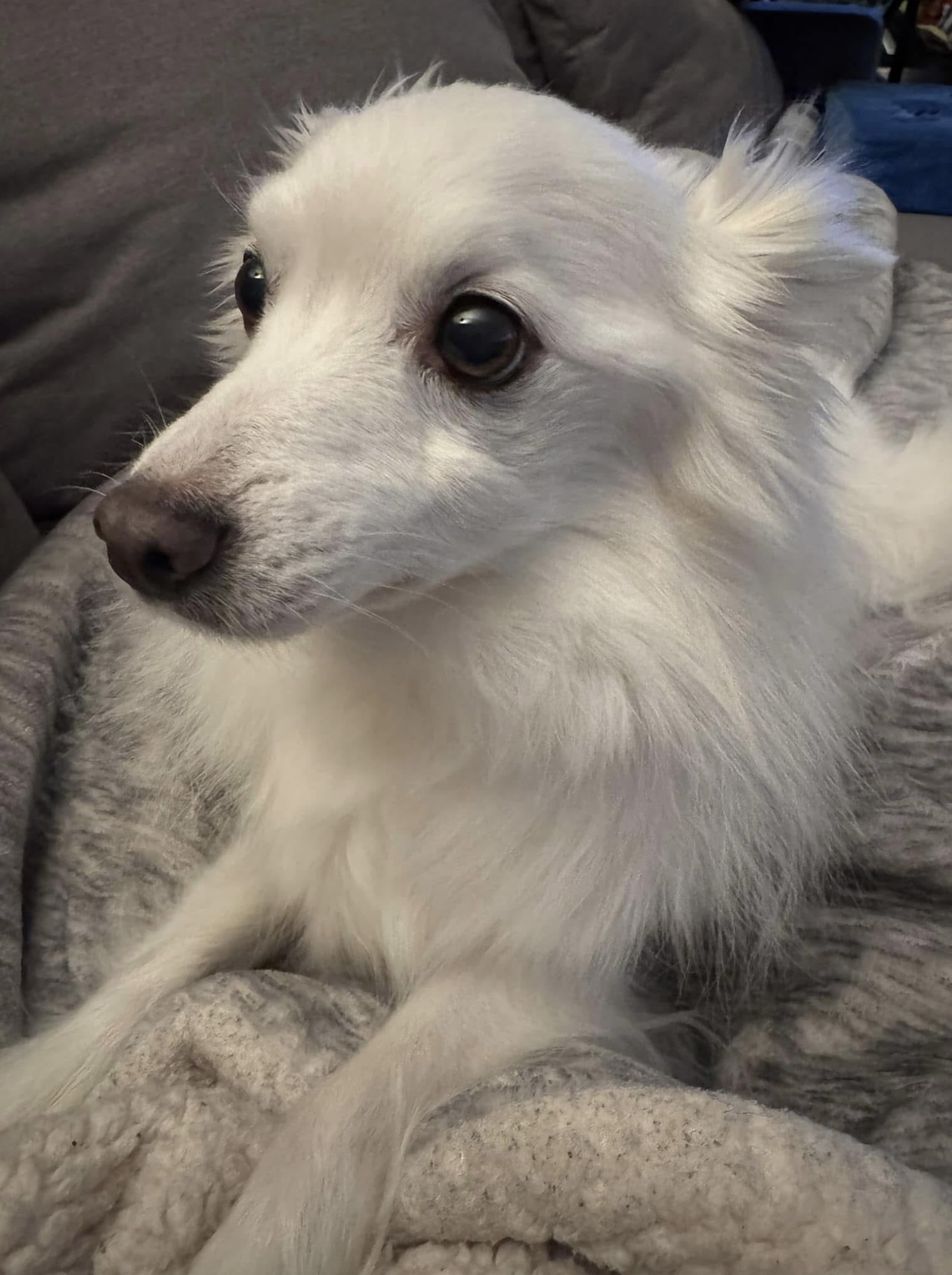 Pet photo