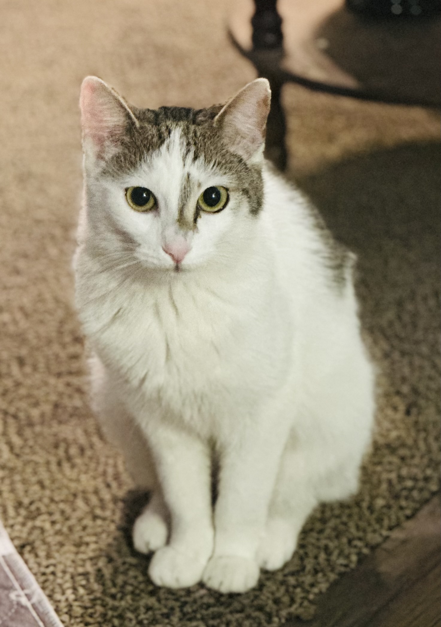 Pet photo
