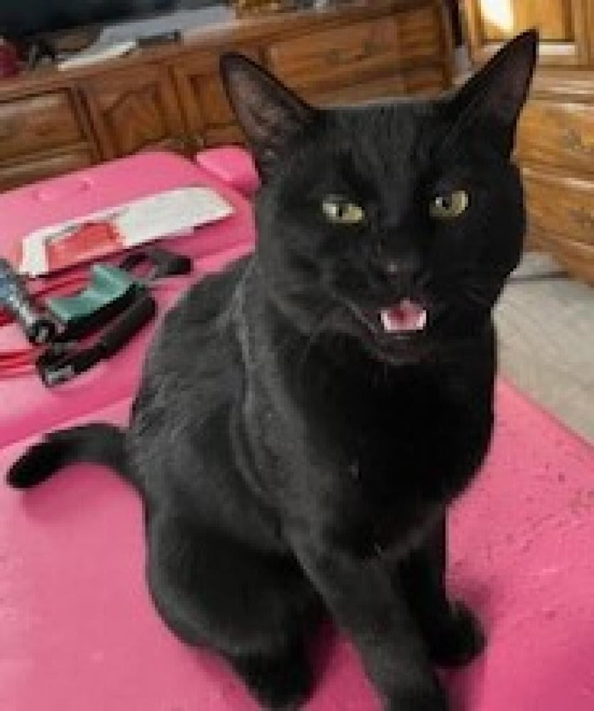 Pet photo