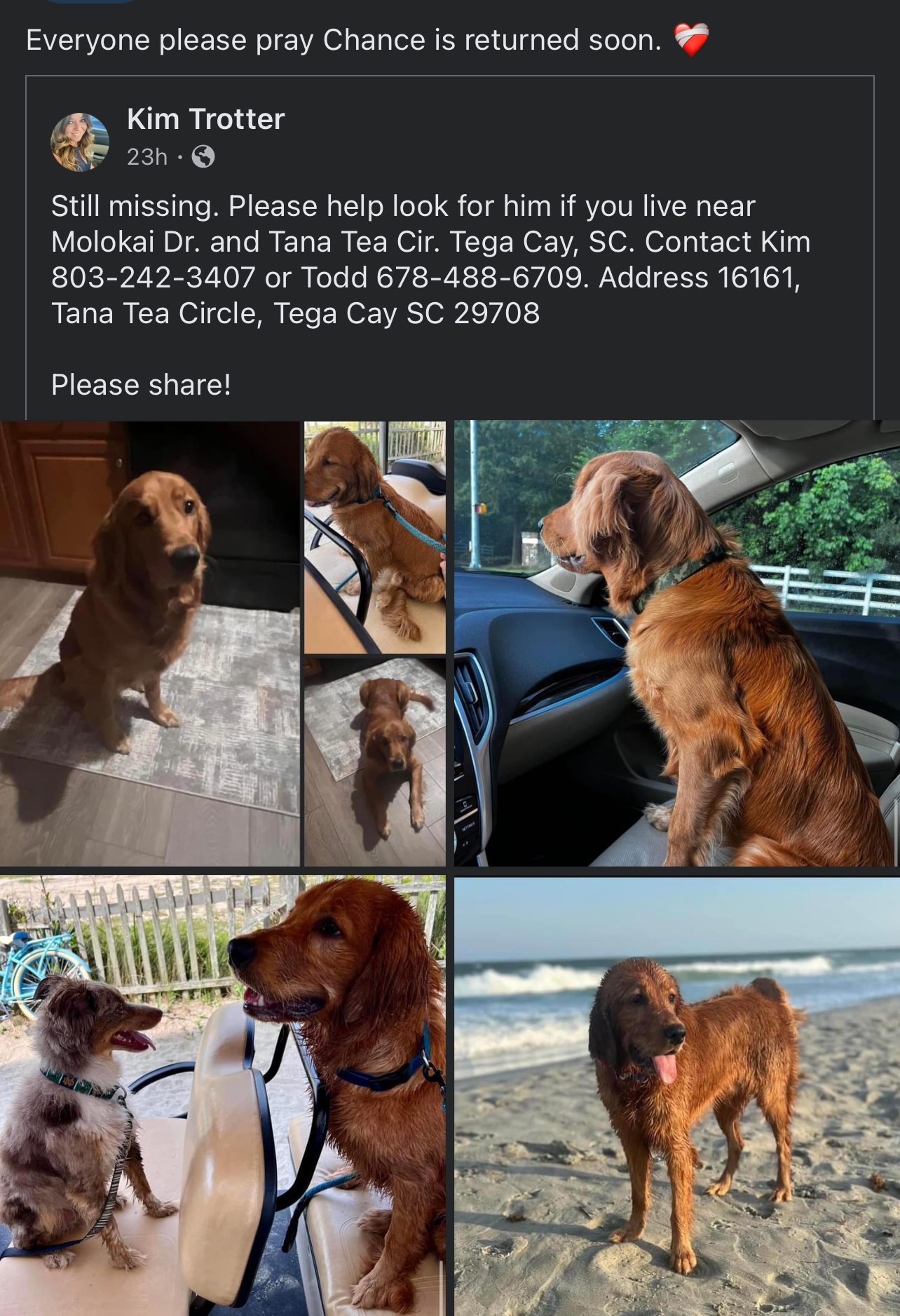Pet photo