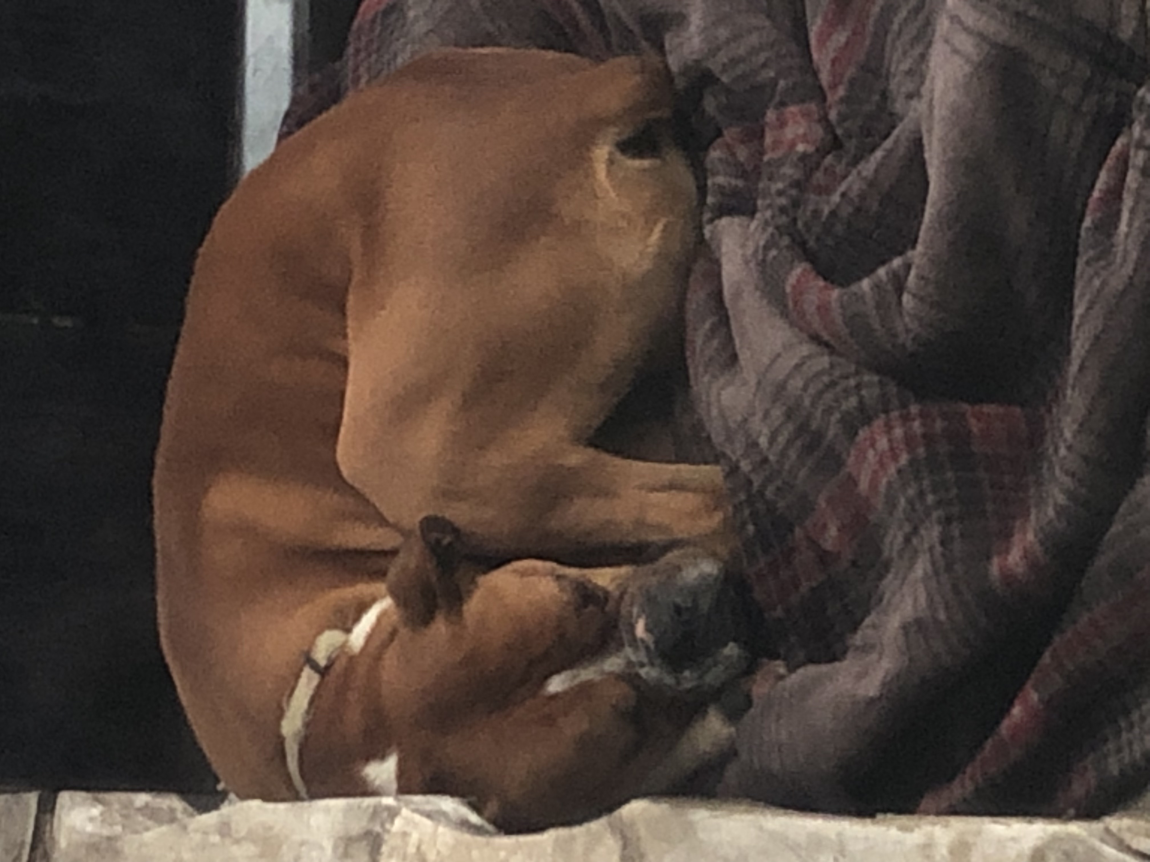 Pet photo