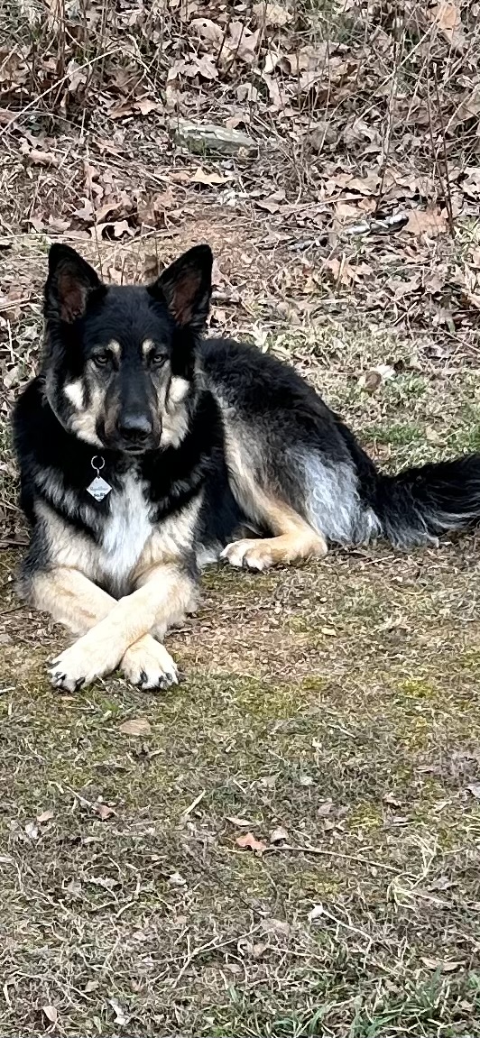 Pet photo