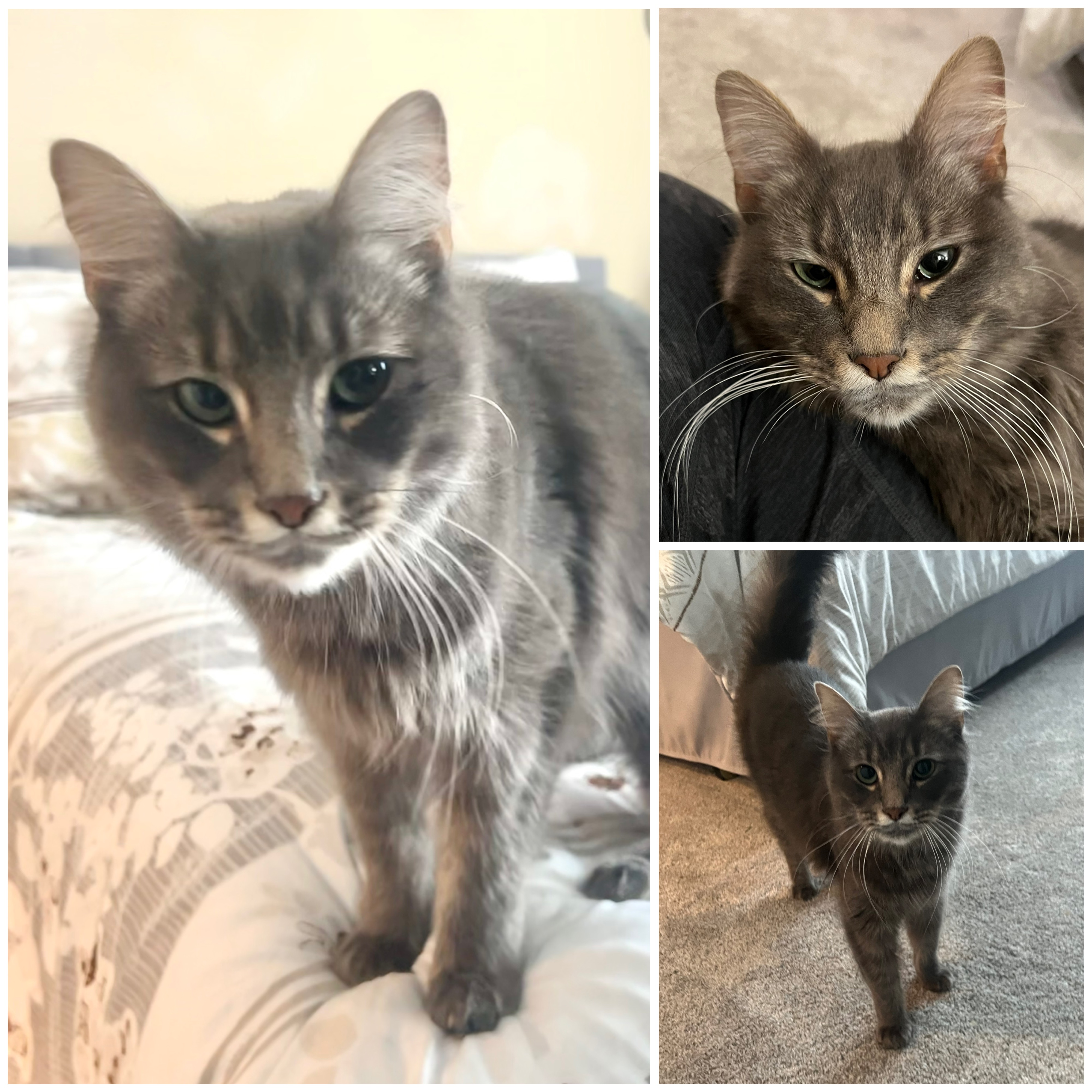 Pet photo