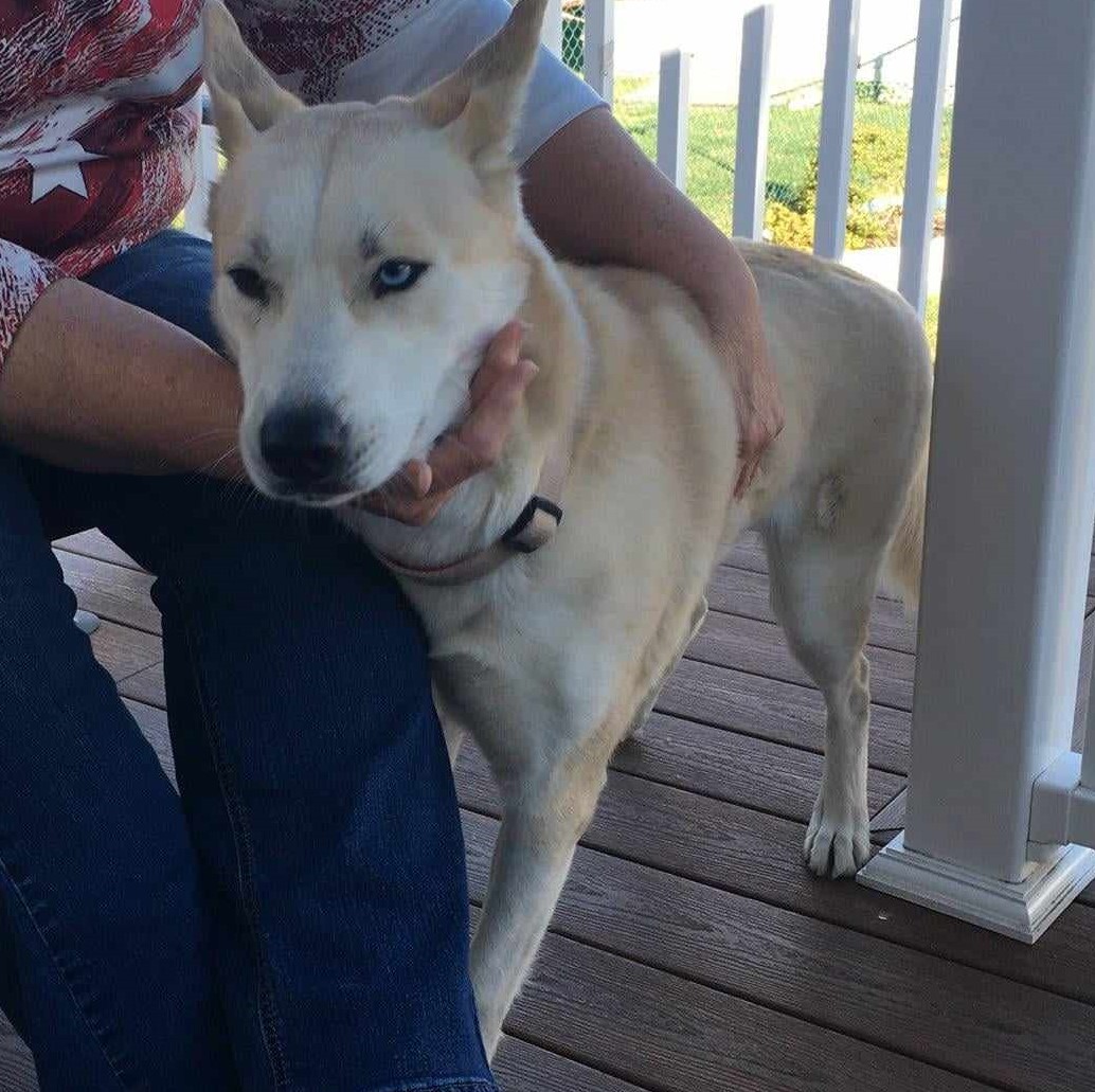 Pet photo