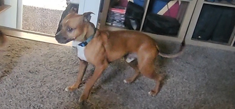 Pet photo
