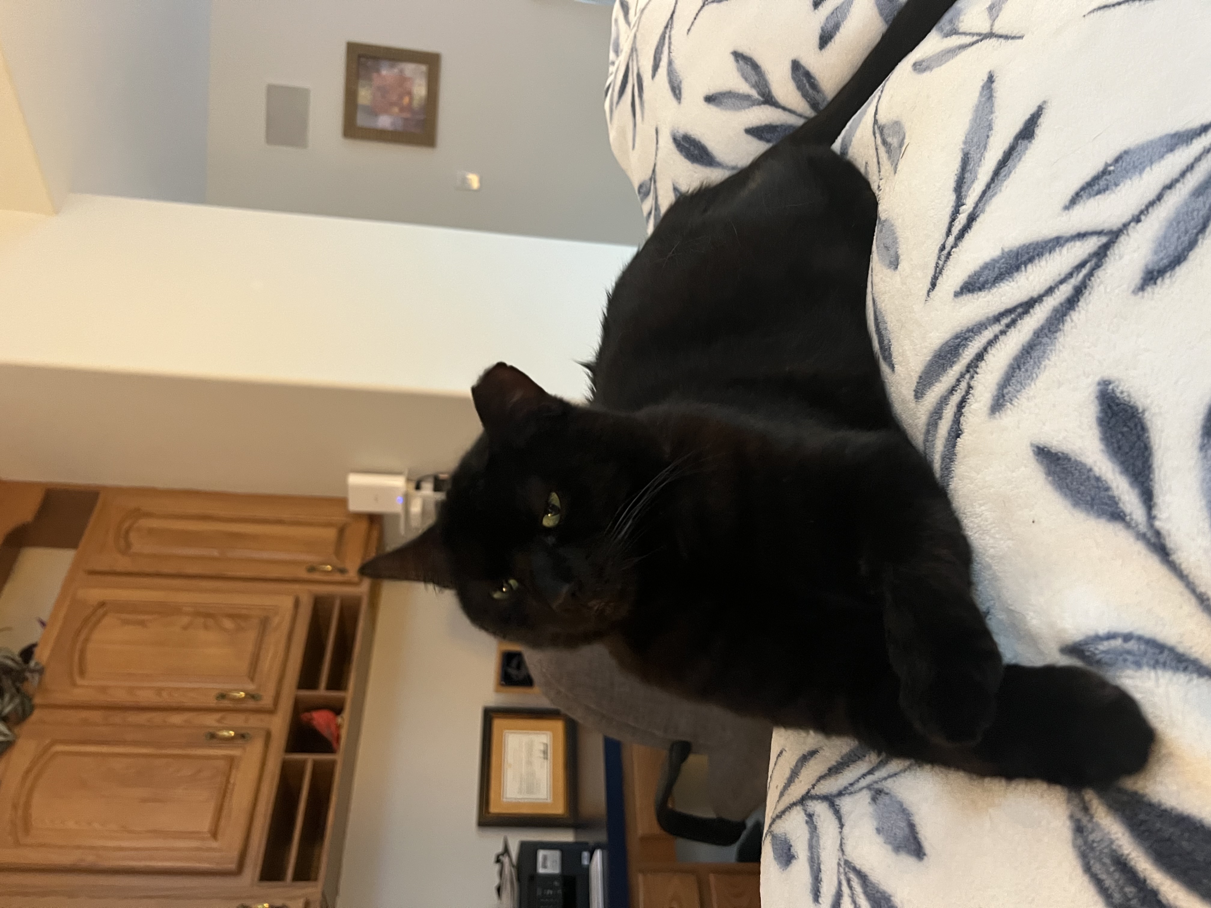 Ozzie
