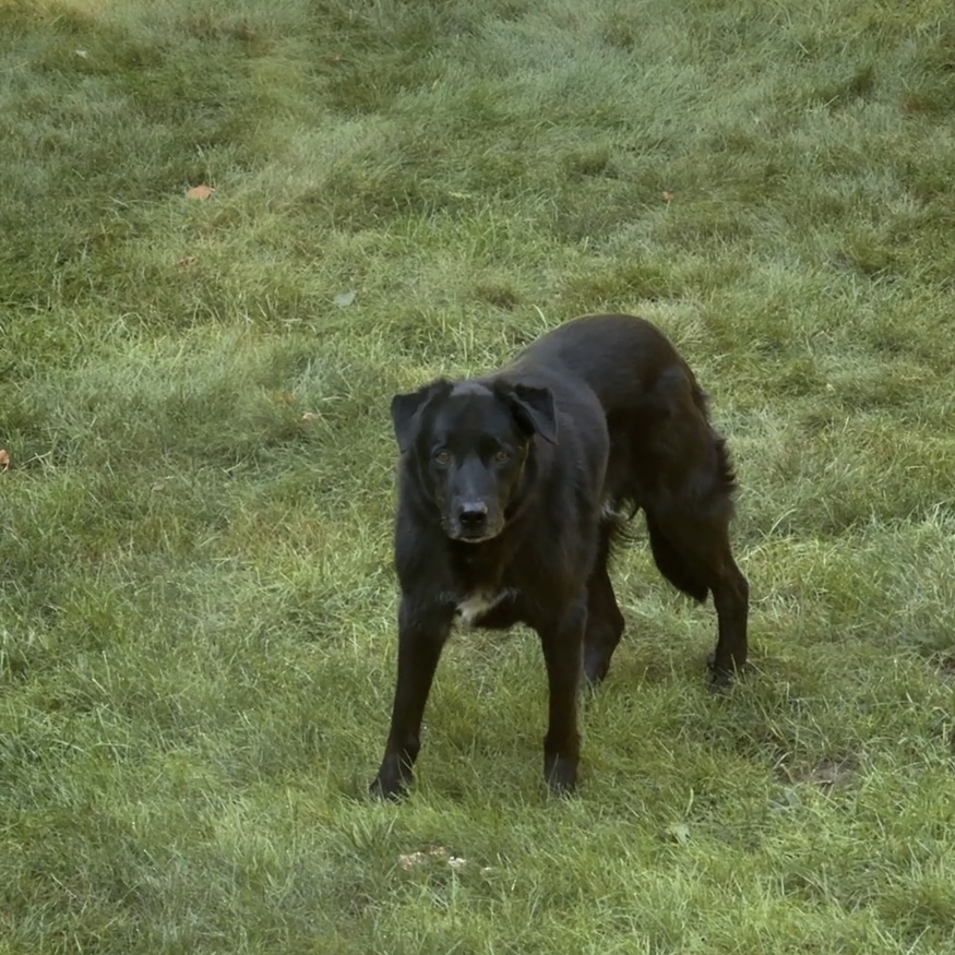 Pet photo