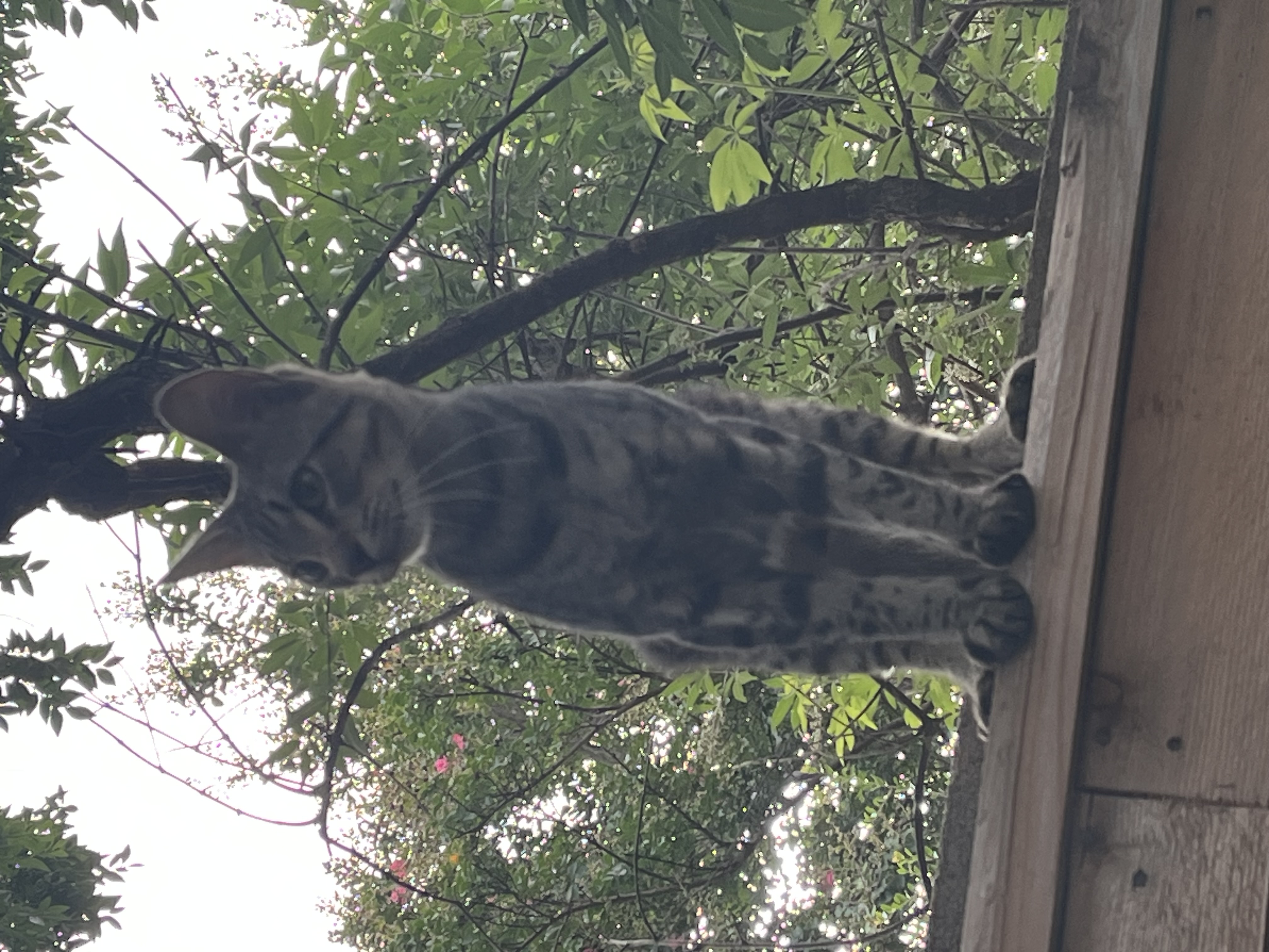 Pet photo