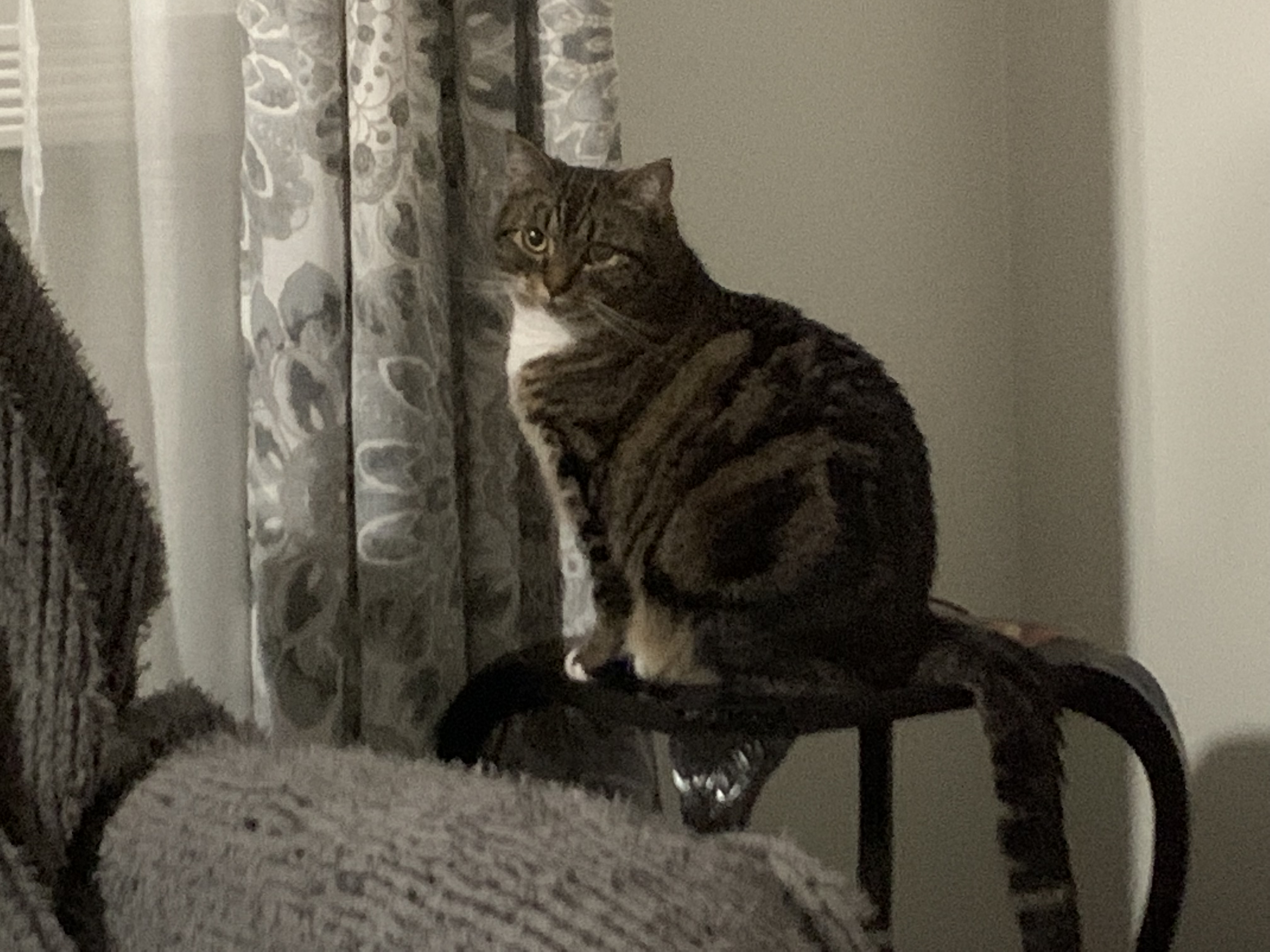 Lola