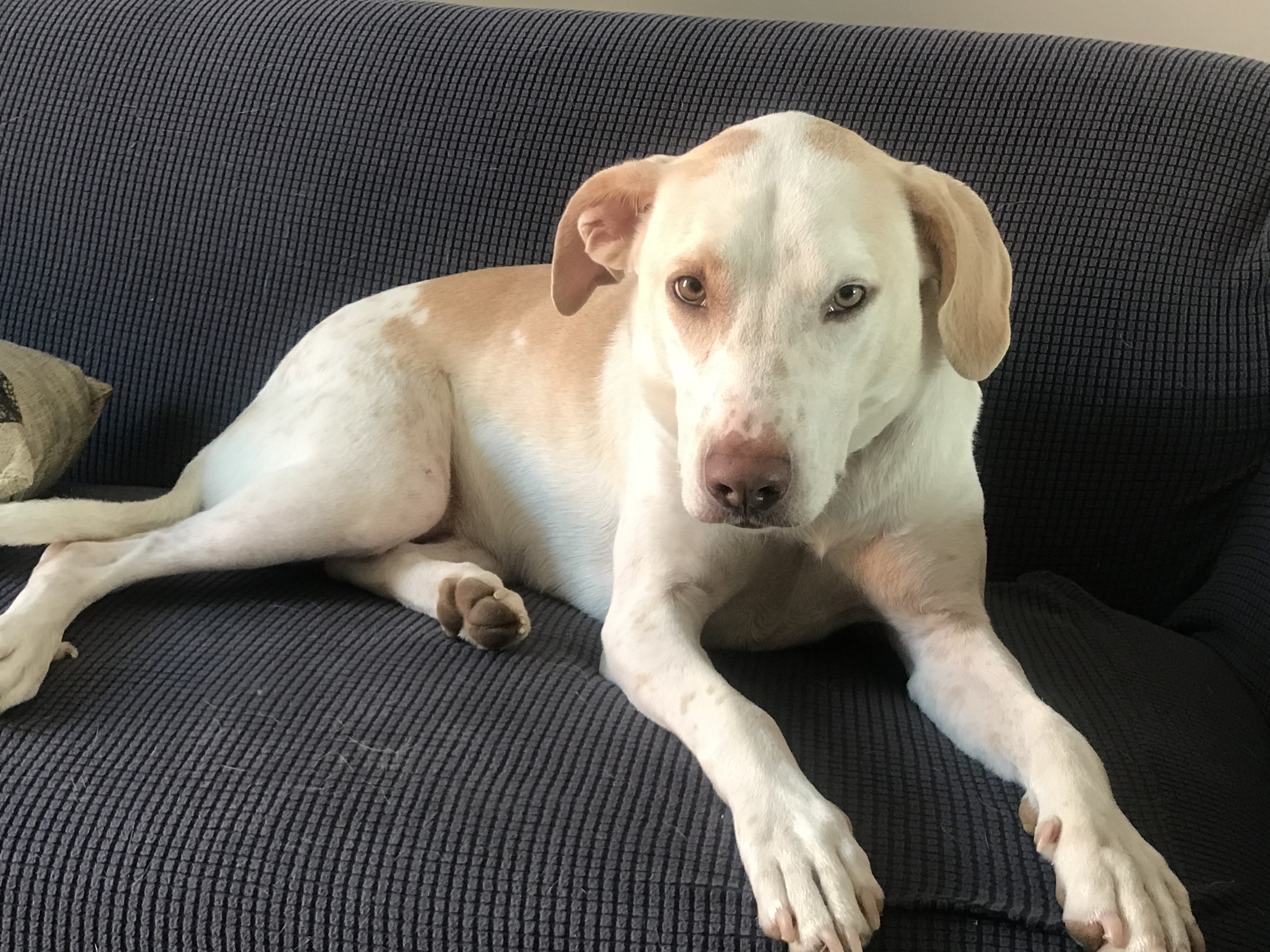 Pet photo