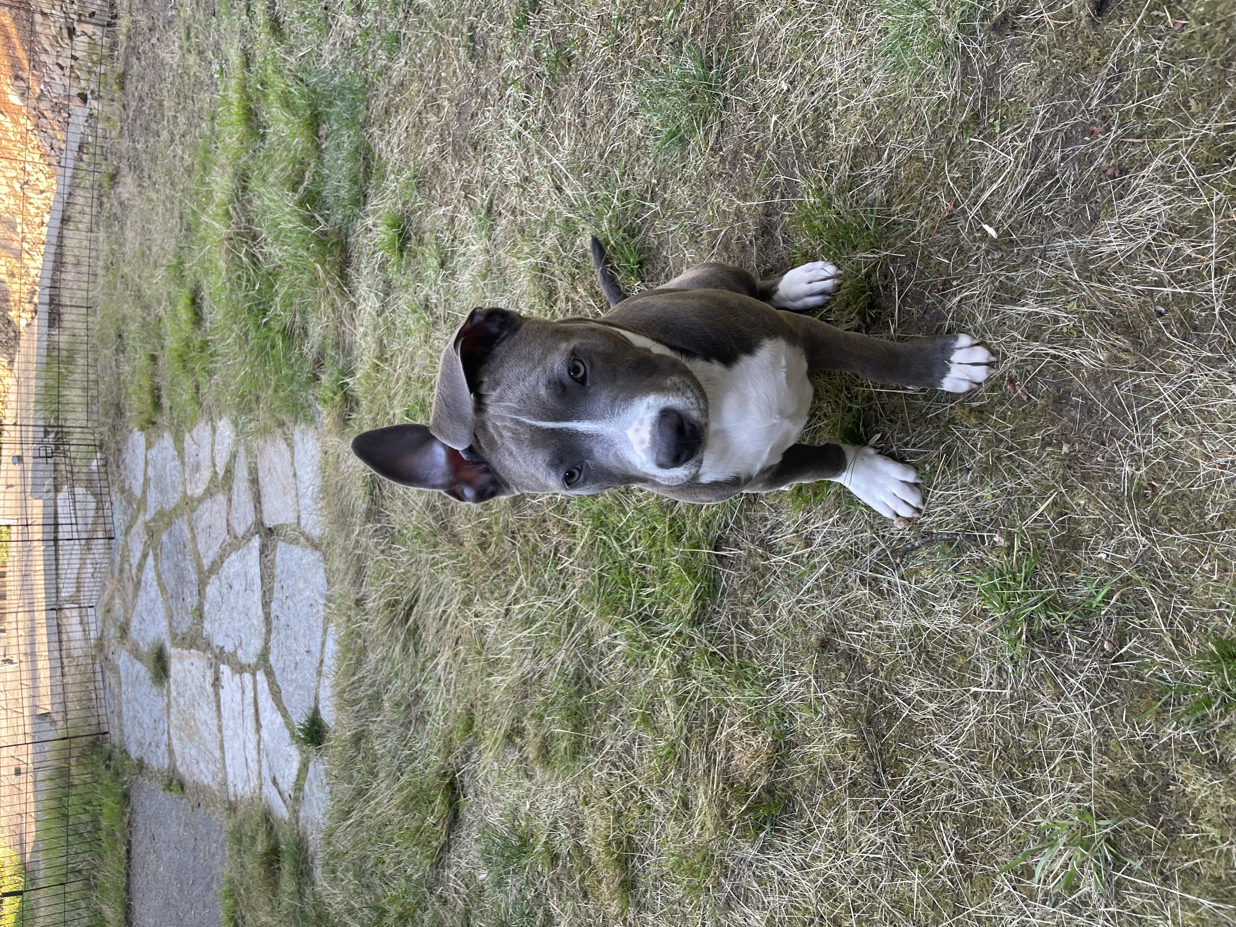 Pet photo